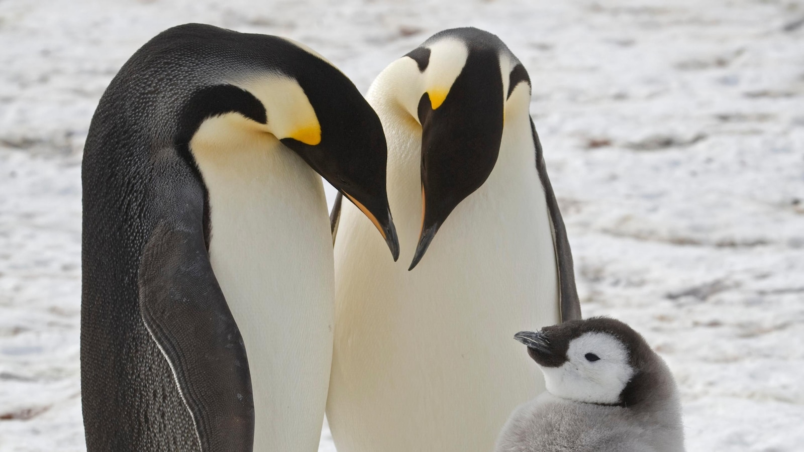 Keizer pinguïns vertonen een dramatische achteruitgang in de regio Antarctica, satellietfoto’s laten zien